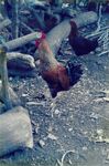 Chickens in a village in El Salvador by unknown