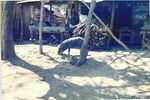 View of a pig in front of a house in a rural village in El Salvador by unknown